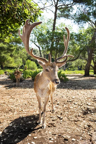 Deer Looking into the Camera — Stock Photo, Image