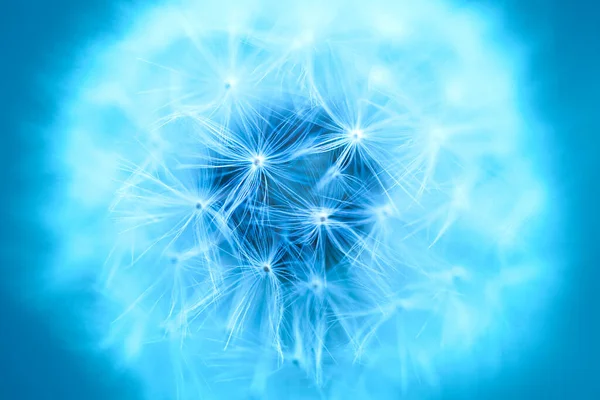 Blue Abstract Dandelion Flower Background Macro View Seeded Dandelion Head — Stock Photo, Image