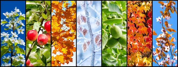 Collage Von Naturbildern Der Jahreszeiten Frühling Sommer Herbst Und Winter — Stockfoto