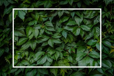 Beyaz Dikdörtgen Çerçeve Arkaplan ile Yeşil Yapraklar