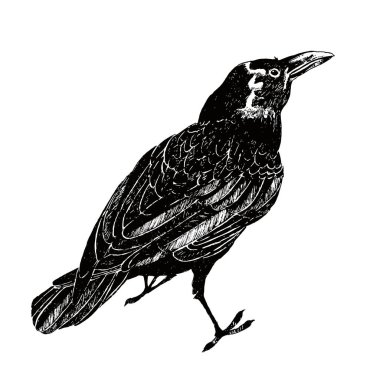 Beyaz arka plan üzerinde izole el çekilmiş karga