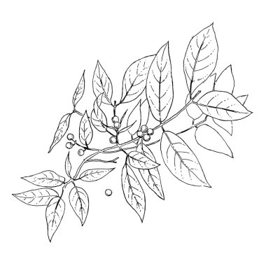 Beyaz arka plan üzerinde izole çilek ile siyah anahat ağaç dalı ile çiçek kompozisyon