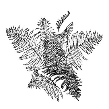 İzole üzerinde beyaz arka plan ile anahat tropikal çiçek kompozisyon bırakır