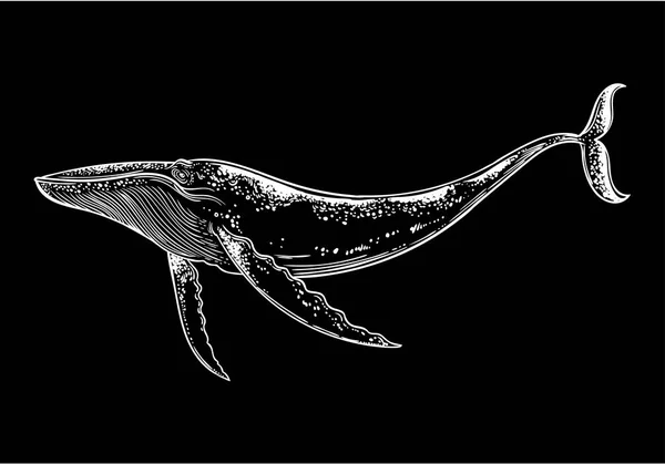 Hand Drawn Whale Black Background — Stock Vector