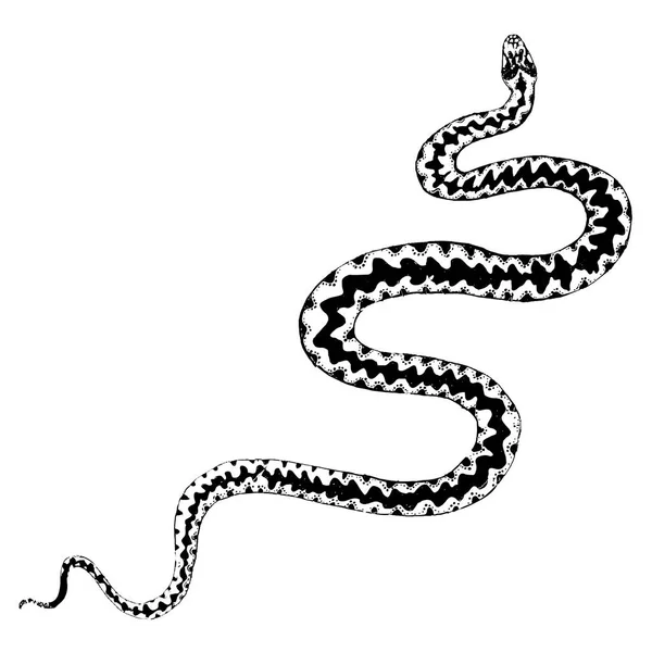 Serpiente Dibujada Mano Aislada Sobre Fondo Blanco — Archivo Imágenes Vectoriales