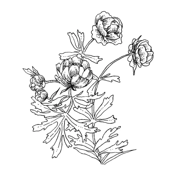 Composición Floral Con Peonías Contorno Negro Aisladas Sobre Fondo Blanco — Archivo Imágenes Vectoriales