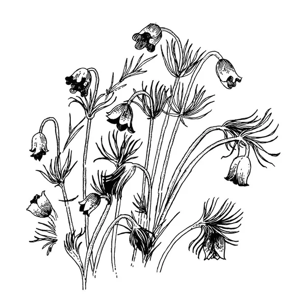 Blommig Komposition Med Svart Kontur Wildflowers Isolerad Vit Bakgrund — Stock vektor