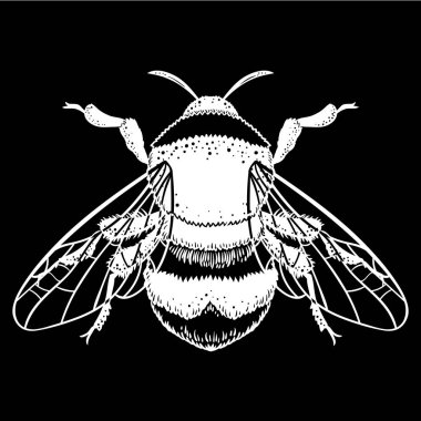 Bumblebee el vektör çizim çekilmiş. Arı, mistik ve ezoterik sembolü dövme sanat kroki