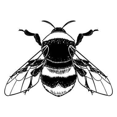Bumblebee el vektör çizim çekilmiş. Arı, mistik ve ezoterik sembolü dövme sanat kroki
