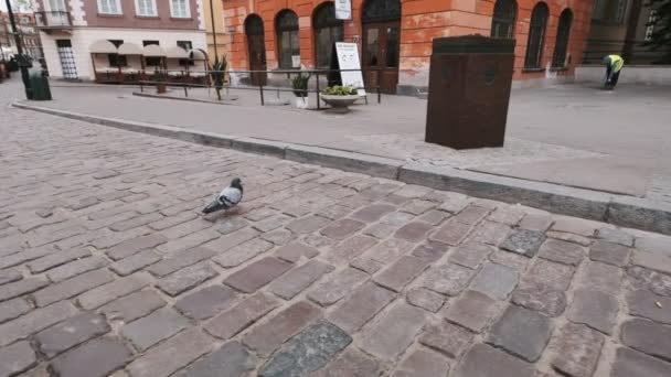 Warsaw Pologne Mai 2019 Des Pigeons Marchent Sur Chaussée Envolent — Video