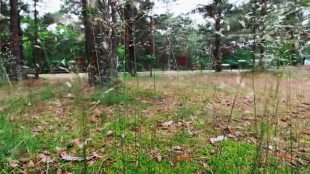 Długich Łodygach Suche Uszy Kołyszą Się Trawą Wietrze Lesie — Wideo stockowe