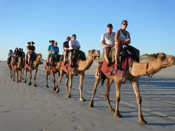 Turistler Broome 'un ünlü Cable Beach' inde deve trenine biniyorlar. 