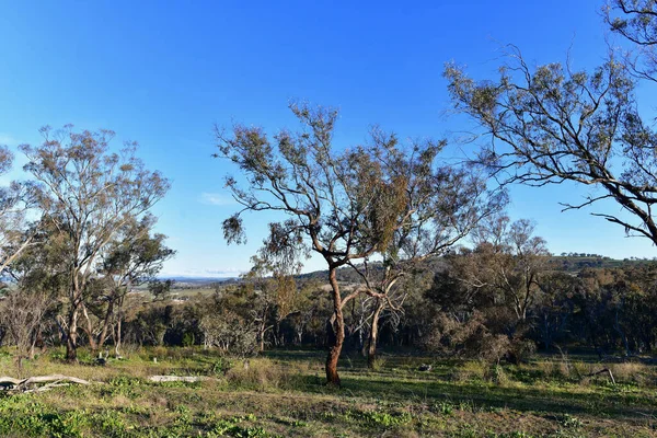 Uitzicht Het Platteland Bij Bathurst Australië — Stockfoto