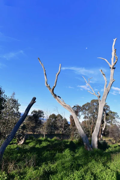 Вид Сельскую Местность Вблизи Батерста Австралия — стоковое фото