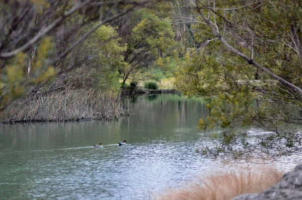 Une Vue Lake Pillans Westland Reserve Près Lithagara Australie — Photo