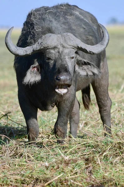 Een Waterbuffel Graast Bij Chobe River Botswana Afrika — Stockfoto