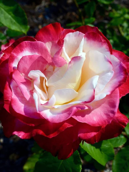 A red and white rose enjoys the warm spring weather. Double Delight is a hybrid tea by Swim and Ellis.