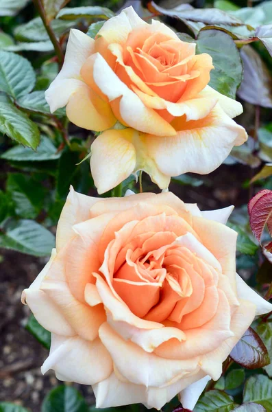 Krásné Růže Užívají Jarní Slunce Honey Bouquet Floribunda Zary Usa — Stock fotografie