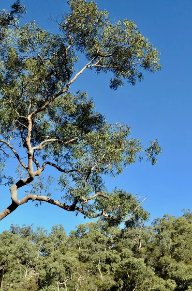 View Dense Eucalyptus Forest Blue Mountains West Sydney Australia — Stock Photo, Image