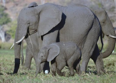 Botswana, Afrika 'da bir fil yavrusu.