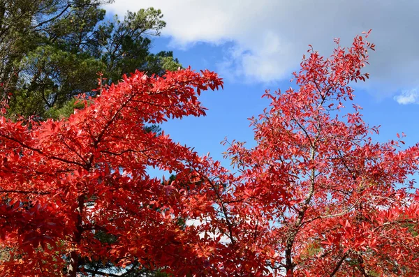 Pokaz Jesiennego Koloru Leura Blue Mountains Zachód Sydney Australia — Zdjęcie stockowe