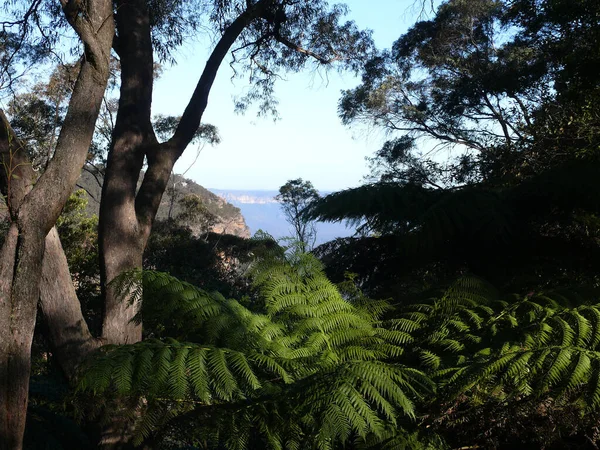 Una Vista Sulle Blue Mountains Ovest Sydney Australia — Foto Stock