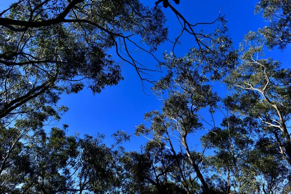 Veduta Cielo Blu Attraverso Foresta Eucalipti Nelle Blue Mountains Leura — Foto Stock