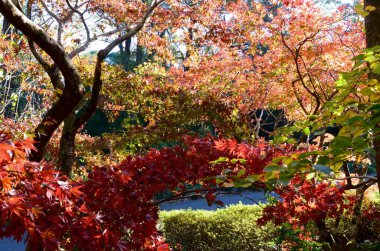 Mavi Dağlar Botanik Bahçeleri Tomah Dağı 'nda bulunan serin bir iklim bahçesidir.