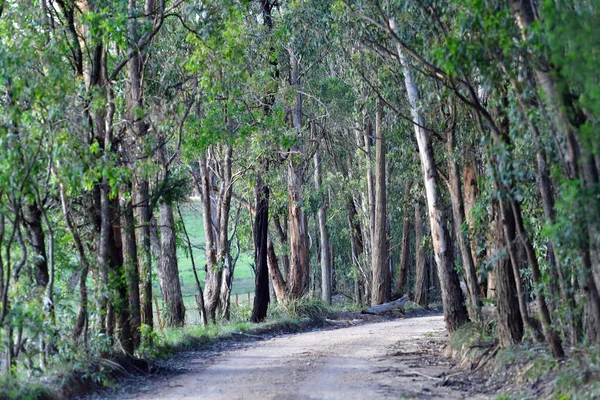 Grusväg Slingrar Sig Genom Megalong Valley Väster Sydney Australien — Stockfoto