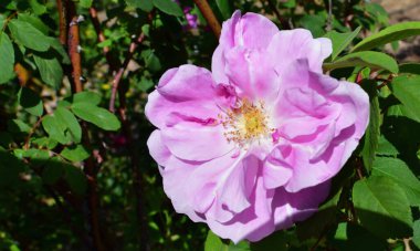 A pink rose enjoys the spring sunshine. Therese Bugnet is a rugosa from Canada, 1950 clipart