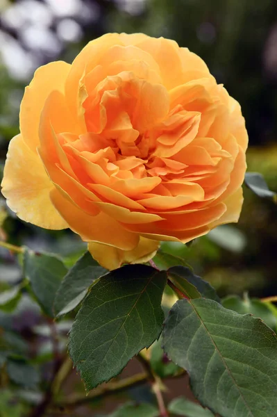 A golden rose in a leafy garden, Molineux is a shrub rose by David Austin, United Kingdom, 1994.