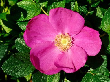 Bahçedeki güzel pembe çiçek