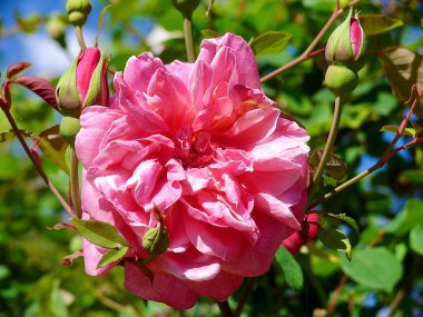 Güneşli bir bahçede güzel pembe bir gül.
