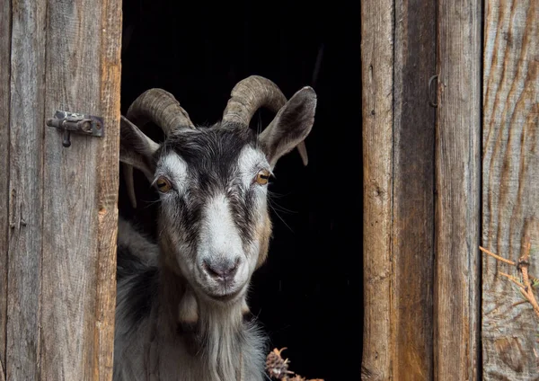 Black-white old domestic goat with horns stands in the doorway of a wooden corral.