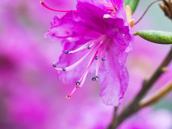 Macro Photo Pink Flower Long Stamens Dark Blue Pestles — Stock Photo, Image