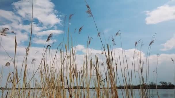 Zaman Ayarlı Planda Kuru Sazlıklar Bir Gölün Arka Planında Beyaz — Stok video