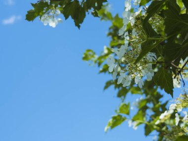 Sağ üst köşede, yeşil yapraklı bir çalılığın beyaz çiçekleri mavi gökyüzüne karşı, alt manzara.