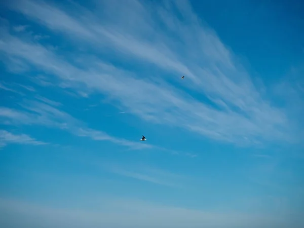 青い空と白い雲の縞模様に対して2つの白い海のカモメ — ストック写真