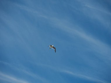 Alt manzara, bulutların beyaz çizgileriyle mavi gökyüzünde uçan Fildişi martıları..