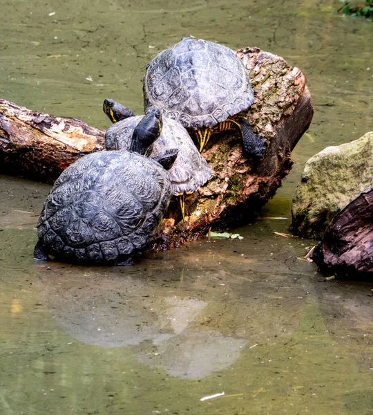 Drei Schildkröten Sonnen Sich Auf Einem Ast — Stockfoto