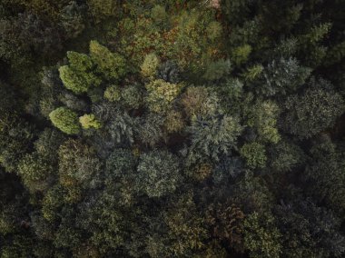Orman üstten görünüm dron fotoğraf