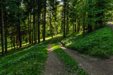 Yumuşak bahar güneşinin aydınlattığı dar yol. Orman bahar doğası. Bahar ormanı orman ağaçları ile doğal manzara