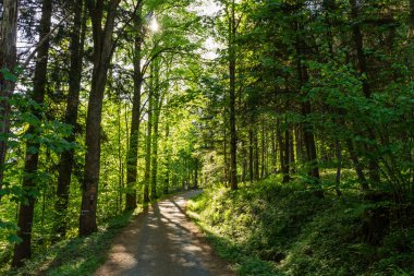 Yaz doğa. güneş ışığı yeşil orman ağaçlarında