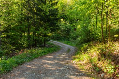 Parlak yeşil orman doğal geçit güneşli gün ışığında. Gün ışığı orman ağaçları. Canlı yeşil orman sayesinde güneş. Güneş ışığı ile huzurlu Orman ağaçları. Hafif ormanında. Yaz orman. Yeşil orman doğa