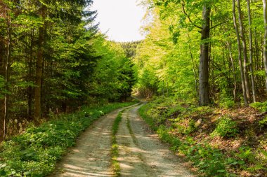 Yumuşak bahar güneşinin aydınlattığı dar yol. Orman bahar doğası. Bahar ormanı orman ağaçları ile doğal manzara