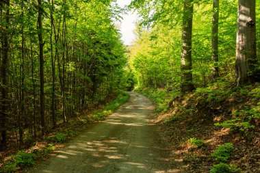 Yumuşak bahar güneşinin aydınlattığı dar yol. Orman bahar doğası. Bahar ormanı orman ağaçları ile doğal manzara