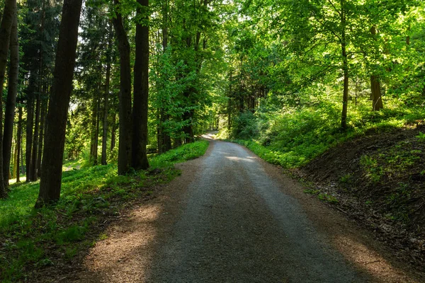 Schmaler Pfad Beleuchtet Von Sanftem Frühlingssonnenlicht Waldquelle Natur Frühling Wald — Stockfoto