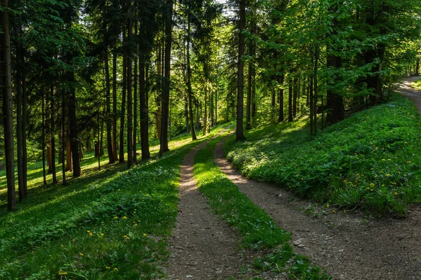 Narrow path lit by soft spring sunlight. Forest spring nature. Spring forest natural landscape with forest trees