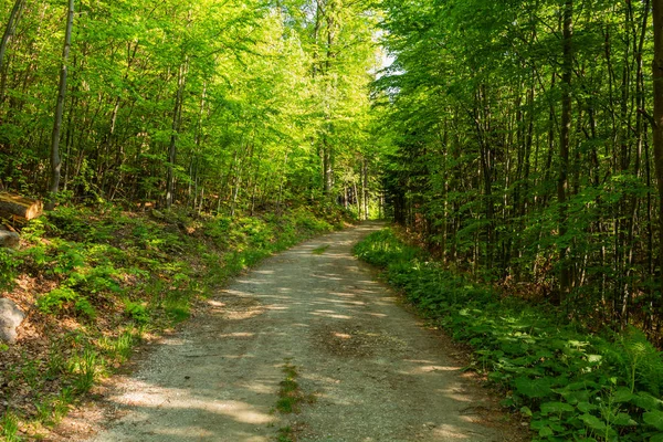 Narrow path lit by soft spring sunlight. Forest spring nature. Spring forest natural landscape with forest trees