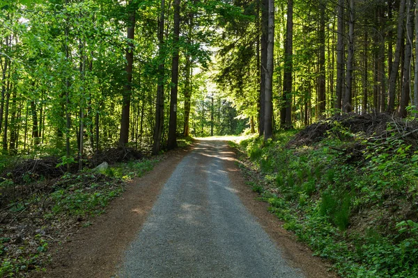 Narrow path lit by soft spring sunlight. Forest spring nature. Spring forest natural landscape with forest trees